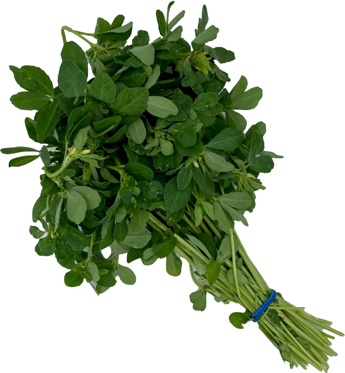 Fenugreek Leaf