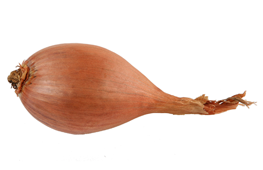 Shallot